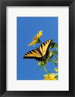 Framed Eastern Tiger Swallowtails On A Cup Plant