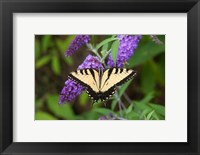 Framed Eastern Tiger Swallowtail On Butterfly Bush