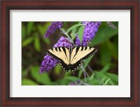 Framed Eastern Tiger Swallowtail On Butterfly Bush