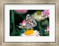 Framed American Lady Butterfly On An Outback Paper Daisy