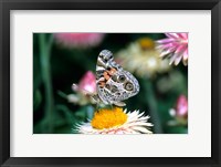 Framed American Lady Butterfly On An Outback Paper Daisy