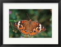 Framed Common Buckeye