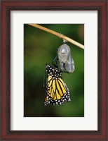 Framed Monarch During Emergence