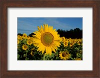Framed Common Sunflower Field, Illinois
