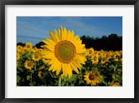 Framed Common Sunflower Field, Illinois