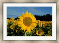 Framed Common Sunflower Field, Illinois