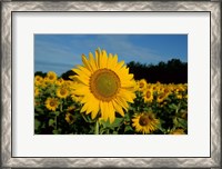 Framed Common Sunflower Field, Illinois