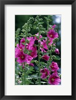 Framed Standing  Hollyhocks, Illinois