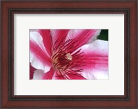 Framed Carnaby Clematis Flower, Marion County, Illinois