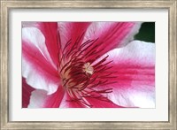 Framed Carnaby Clematis Flower, Marion County, Illinois