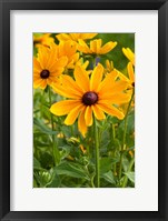 Framed Indian Summer Black-Eyed Susans, Illinois