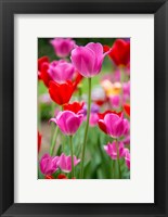 Framed Pink And Red Tulips, Cantigny Park, Wheaton, Illinois
