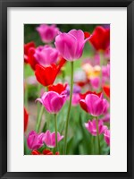 Framed Pink And Red Tulips, Cantigny Park, Wheaton, Illinois