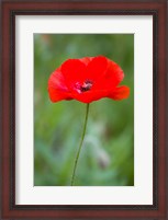 Framed Red Poppy, Cantigny Park, Wheaton, Illinois