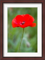 Framed Red Poppy, Cantigny Park, Wheaton, Illinois