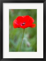 Framed Red Poppy, Cantigny Park, Wheaton, Illinois