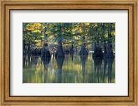 Framed Bald Cypress Trees At Horseshoe Lake State Park, Illinois
