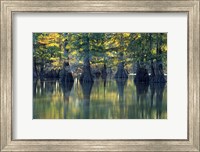 Framed Bald Cypress Trees At Horseshoe Lake State Park, Illinois