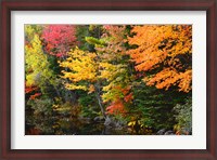 Framed Autumn Trees Along The Sheepscot River, Maine