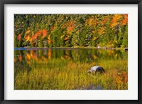 Framed Autumn Reflections In Bubble Pond, Acadia National Park, Maine