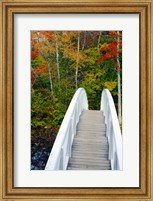 Framed White Footbridge Path, Maine