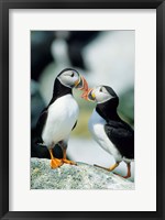 Framed Atlantic Puffins, Machias Seal Island, Maine