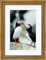 Framed Atlantic Puffins, Machias Seal Island, Maine