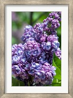 Framed Purple Lilac Tree, Arnold Arboretum, Boston