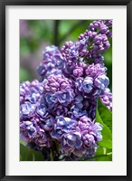 Framed Purple Lilac Tree, Arnold Arboretum, Boston