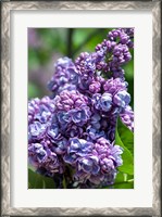 Framed Purple Lilac Tree, Arnold Arboretum, Boston