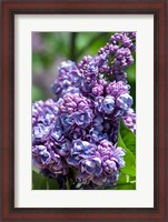 Framed Purple Lilac Tree, Arnold Arboretum, Boston