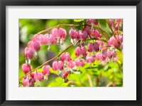 Framed Bleeding Heart, Arnold Arboretum, Boston