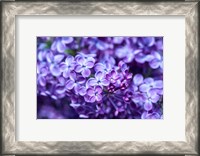 Framed Close-Up Of A Purple Lilac Tree, Arnold Arboretum, Boston