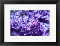 Framed Close-Up Of A Purple Lilac Tree, Arnold Arboretum, Boston