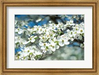 Framed Dogwood Tree, Arnold Arboretum, Boston