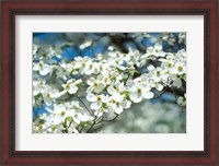 Framed Dogwood Tree, Arnold Arboretum, Boston