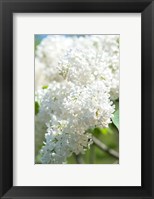 Framed White Lilac Tree, Arnold Arboretum