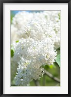 Framed White Lilac Tree, Arnold Arboretum