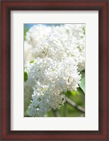 Framed White Lilac Tree, Arnold Arboretum