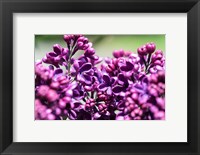 Framed Fuschia Lilac Tree, Arnold Arboretum, Boston