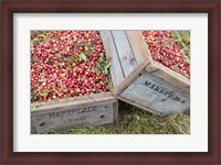 Framed Crated Cranberries