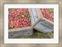 Framed Crated Cranberries