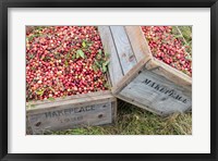 Framed Crated Cranberries