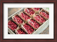 Framed Bagged Cranberries
