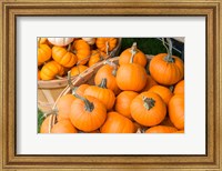Framed Pumpkin Harvet, Massachusetts
