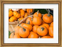 Framed Pumpkin Harvet, Massachusetts
