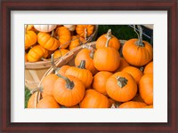 Framed Pumpkin Harvet, Massachusetts