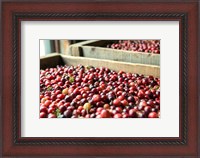 Framed Cranberry Harvest, Massachusetts