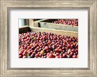 Framed Cranberry Harvest, Massachusetts