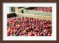 Framed Cranberry Harvest, Massachusetts